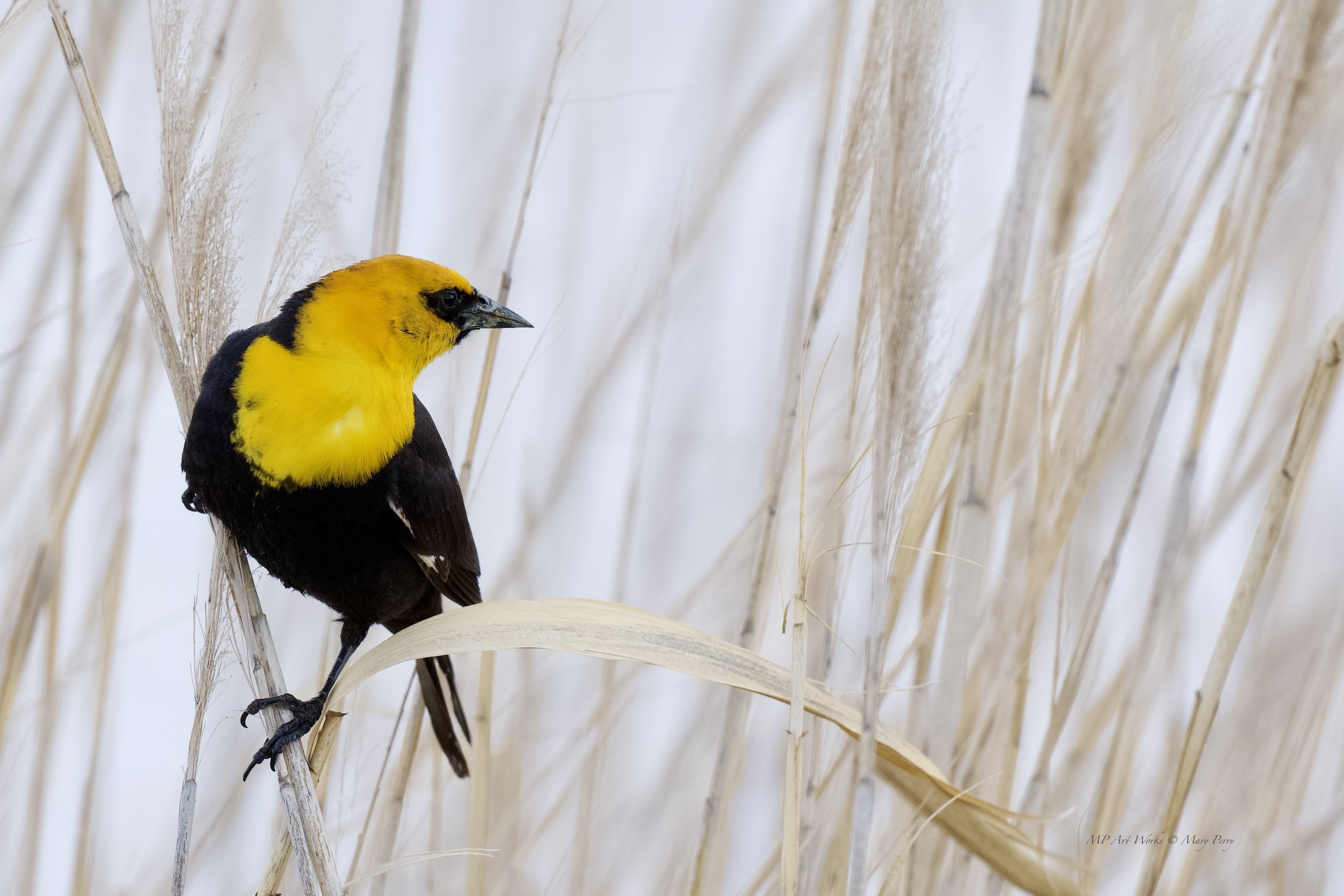 BirdSpotter Winter 2021 Photo Contest Finalists